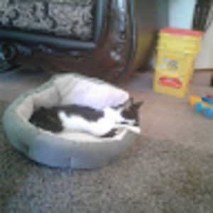 Meet your Posher, Janice